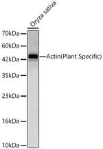 Actin Recombinant Rabbit Monoclonal Antibody (5M5Z8)