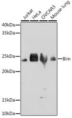 Bim Recombinant Rabbit Monoclonal Antibody (3R0T2)