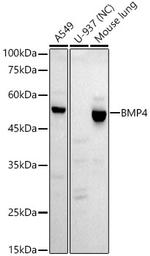 BMP4 Recombinant Rabbit Monoclonal Antibody (7M10V7)