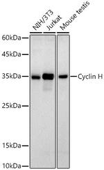 Cyclin H Antibody in Western Blot (WB)