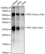 FITC/5-FAM/6-FAM Recombinant Rabbit Monoclonal Antibody (6R1B5)