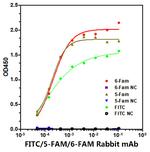 FITC/5-FAM/6-FAM Antibody in ELISA (ELISA)