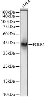 Folate Receptor alpha Antibody in Western Blot (WB)