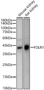 Folate Receptor alpha Antibody in Western Blot (WB)