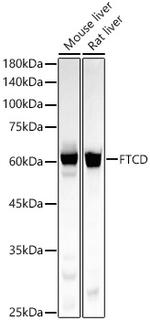 Golgi protein 58k Recombinant Rabbit Monoclonal Antibody (3X2O4)