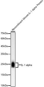 IL-1 alpha Recombinant Rabbit Monoclonal Antibody (9F1T2)