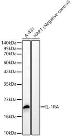 IL1RA Recombinant Rabbit Monoclonal Antibody (6A4M9)
