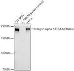 CD49a (Integrin alpha 1) Recombinant Rabbit Monoclonal Antibody (7T5B6)