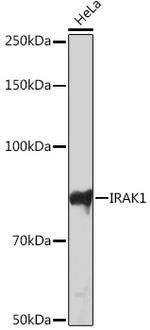 IRAK1 Recombinant Rabbit Monoclonal Antibody (1H5U0)