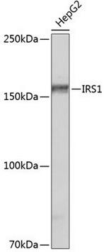 IRS1 Recombinant Rabbit Monoclonal Antibody (3Q8A2)