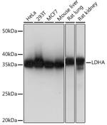 LDHA Recombinant Rabbit Monoclonal Antibody (10T3C8)
