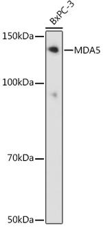 MDA5 Antibody in Western Blot (WB)
