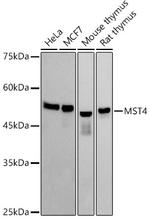 MST4 Recombinant Rabbit Monoclonal Antibody (4B9U7)