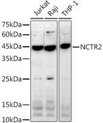 NKp44 Recombinant Rabbit Monoclonal Antibody (3F9Z5)