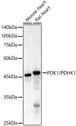 PDK1 Recombinant Rabbit Monoclonal Antibody (8J7H4)
