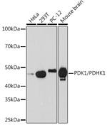 PDK1 Recombinant Rabbit Monoclonal Antibody (9A7X4)