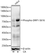 Phospho-DNM1L (Ser616) Recombinant Rabbit Monoclonal Antibody (1W10Y2)