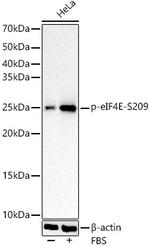 Phospho-eIF4E (Ser209) Recombinant Rabbit Monoclonal Antibody (0I0D10)