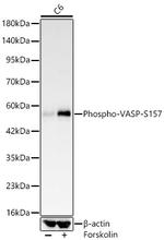 Phospho-VASP (Ser157) Antibody in Western Blot (WB)