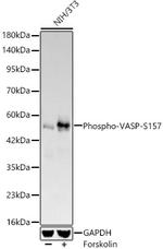 Phospho-VASP (Ser157) Antibody in Western Blot (WB)