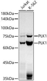 PLK1 Recombinant Rabbit Monoclonal Antibody (1I3A5)