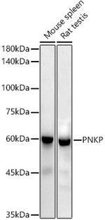 PNK Antibody in Western Blot (WB)