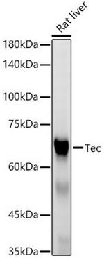 TEC Antibody in Western Blot (WB)