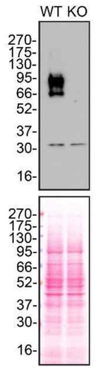TGFBR2 Antibody