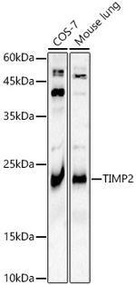 TIMP2 Antibody in Western Blot (WB)