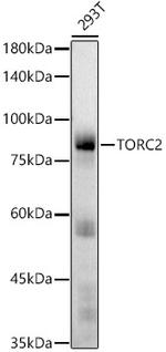 TORC2 Antibody in Western Blot (WB)