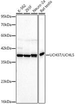 UCH37 Antibody in Western Blot (WB)