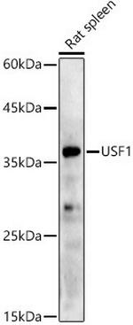 USF1 Antibody in Western Blot (WB)
