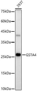GSTA4 Antibody in Western Blot (WB)