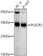 PLSCR3 Antibody in Western Blot (WB)