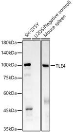 TLE4 Antibody in Western Blot (WB)