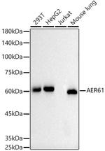 EOGT Recombinant Rabbit Monoclonal Antibody (10A7W10)