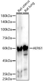 EOGT Antibody in Western Blot (WB)