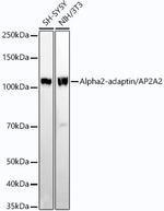 AP2A2 Recombinant Rabbit Monoclonal Antibody (6D5F5)