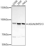 C12orf11 Recombinant Rabbit Monoclonal Antibody (8Q1D6)