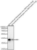 Monkeypox Virus B6R (strain Zaire-96-I-16) Recombinant Rabbit Monoclonal Antibody (6U0B7)
