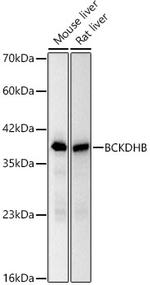 BCKDHB Recombinant Rabbit Monoclonal Antibody (5C7B3)