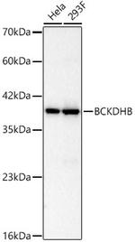 BCKDHB Antibody in Western Blot (WB)