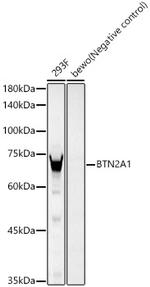 BTN2A1 Antibody in Western Blot (WB)