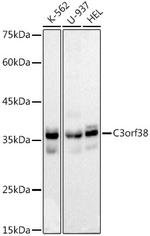 C3orf38 Antibody in Western Blot (WB)