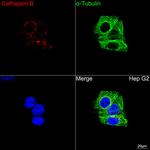 Cathepsin B Recombinant Rabbit Monoclonal Antibody (3X1D6)