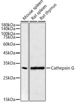 Cathepsin G Recombinant Rabbit Monoclonal Antibody (2S2U10)