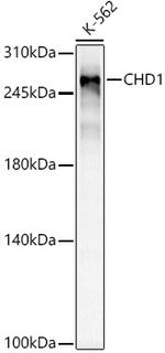 CHD1 Antibody in Western Blot (WB)