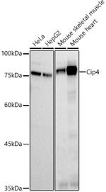 TRIP10 Recombinant Rabbit Monoclonal Antibody (6C3I3)