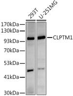 CLPTM1 Recombinant Rabbit Monoclonal Antibody (6R4R8)