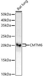 CMTM6 Antibody in Western Blot (WB)